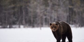 Bear safety: Bears prepare to leave hibernation, public awareness crucial